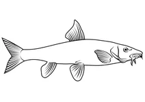 Барбус звичайний (barbus barbus)