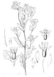 Barlema micrantha