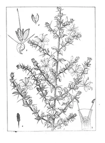 Barleria buxifolia