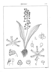 Barnardia indica