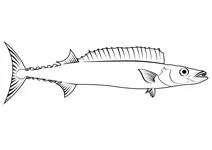 Барракота (thyrsites atun)