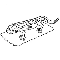 Барвиста саламандра
