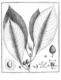 Bassovia sylvatica aublet, 1775