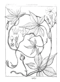 Batatas pentaphylla