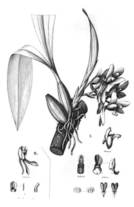 Batemania colleyi flora brasiliensis, 1898-1902
