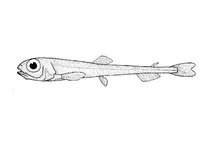Bathylagus antarcticus (антарктичний глибоководний корюшон)
