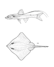 Bathypterois longifilis (щупальцеподібна рибка), bathyraja richardsoni (скат річардсона)