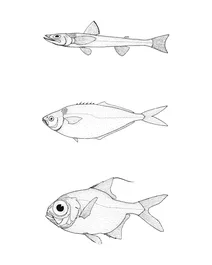 Bathysauropsis gracilis (чорна ящерова рибка), bathystethus cultratus (сірий ножеподібний рибець), beryx decadactylus (альфонсіно)