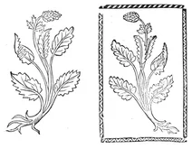 Батонієн, 1497-1500