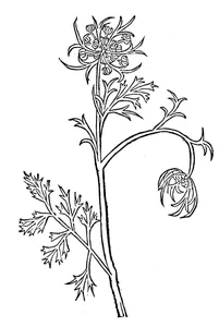 Baucia gart, 1485