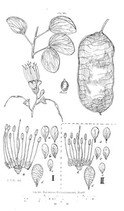 Bauhinia cunninghamii