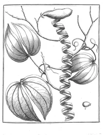 Bauhinia guianensis aublet, 1775