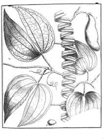 Bauhinia outimouta aublet, 1775