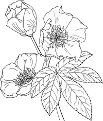 Бавовняне дерево (cochlospermum religiosum)