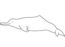 Байдзі (lipotes vexillifer)