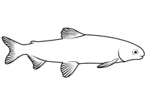 Байкальський омуль (coregonus migratorius)
