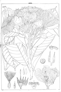 Beaumontia jerdoniana