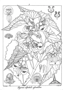 Begonia elipetala