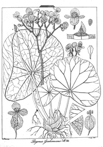Begonia grahamiana