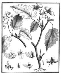 Begonia hirsuta aublet, 1775