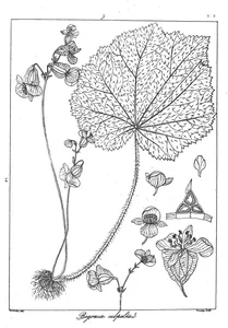 Begonia subpeltata