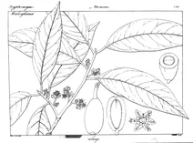 Beilschmiedia roxburghiana