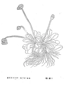 bellis minor sylvestris