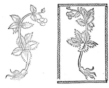 Бенедиктенкрут, 1497-1500