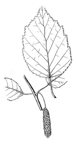 Береза паперова