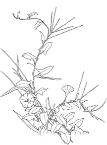 Берізка польова 3