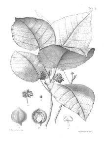 berrya vescoana