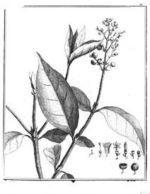 Bertiera guianensis aublet, 1775