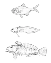 Beryx splendens (пишний альфонсіно), bidenichthys consobrinus (сірий ботула), bovichtidae (родина колючих риб)