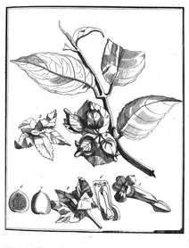 Besleria coccinea aublet, 1775