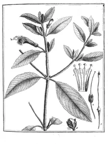 Besleria incarnata aublet, 1775