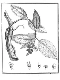 Besleria violacea aublet, 1775