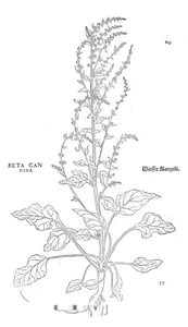 beta candida