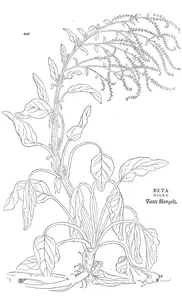 beta nigra