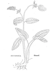 betonica