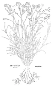 betonica altilis