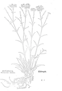 betonica sylvestris altera