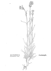 betonica sylvestris vna