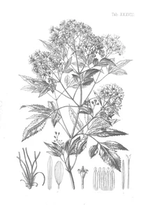 bidens micrantha