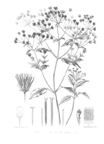 bidens paniculata