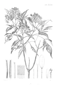 bidens remyi