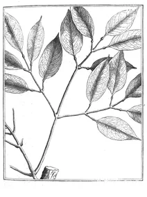Bignonia alba aublet, 1775