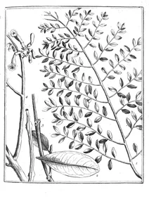 Bignonia copaia aublet, 1775