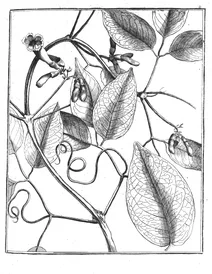 Bignonia echinata aublet, 1775