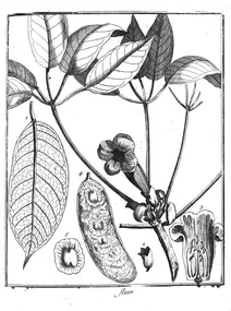Bignonia fluviatilis aublet, 1775