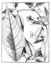 Bignonia incarnata aublet, 1775